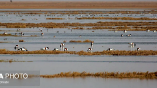 پرندگان مهاجر در تالاب مره قم