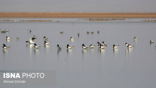سرشماری پرندگان مهاجر "تالاب مُرِّه" در قم