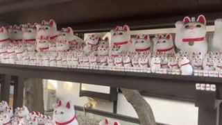 روز گربه در ژاپن