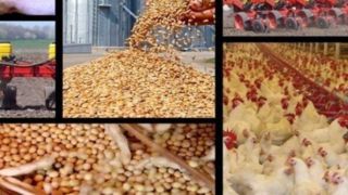 هشدار درباره تبعات گرانی نهاده‌ها بر قیمت مرغ !