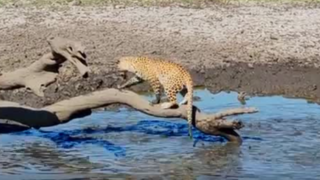 لحظه ماهیگیری پلنگ از آب گلآلود لحظه ماهیگیری پلنگ از آب گلآلود