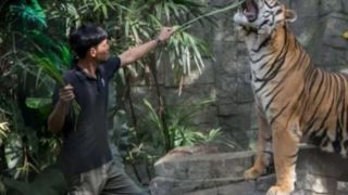 ماجرای مرگ ده‌ها ببر در تایلند