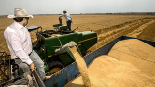 رئیس بنیاد ملی گندمکاران: ذخایر استراتژیک گندم در شرایط مطلوب است