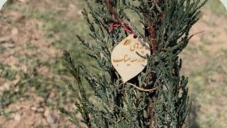 سوینا به یاد بچه‌های مدرسه میناب درخت سرو کاشت