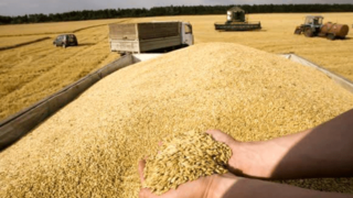 ایران امسال در تولید گندم خودکفا می شود