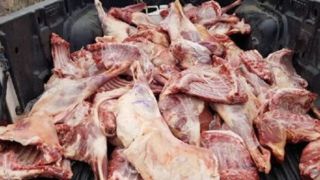 مدیر کل دامپزشکی استان خبر داد تولید و توزیع بیش از ۳۰ هزار تن فرآورده خام دامی در خراسان رضوی