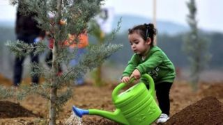 درخت، زمین و مسئولیت انسان 