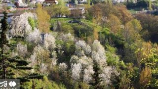 شکوفه‌های بهاری کُجور