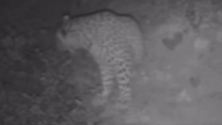 گشت‌وگذار پلنگ ایرانی در رودبار