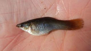 گونه‌ای از ماهی که فقط «ماده» است!