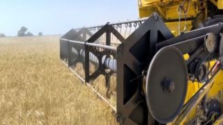 خودکفایی گندم امسال قطعی شد