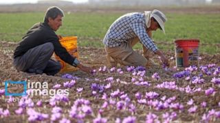 تبوتاب صندوقهای طلا فروکش کرد/ املاک و زعفران از طلا و نقره جلو زدند تبوتاب صندوقهای طلا فروکش کرد/ املاک و زعفران از طلا و نقره جلو زدند