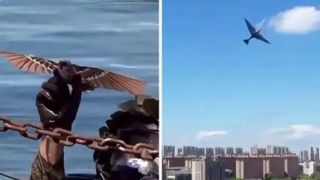 پهپادهایی که با پرنده مو نمی زنند!/ تصاویری جالب از جدیدترین شاهکار چینی ها