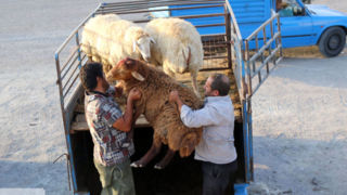 احتمال انتقال چه بیماریهایی به انسان پس از ذبح دام وجود دارد؟ احتمال انتقال چه بیماریهایی به انسان پس از ذبح دام وجود دارد؟