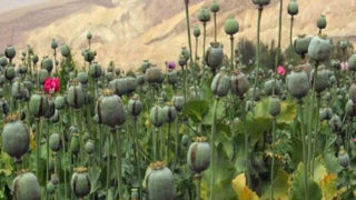 معمای خشخاش در ایران؛ افزایش مزارع غیرمجاز و چالش تأمین دارو معمای خشخاش در ایران؛ افزایش مزارع غیرمجاز و چالش تأمین دارو
