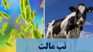 تب مالت، بیماری اندمیک برای ایران / ابتلای سالانه ۱۸تا ۲۰هزار نفر در کشور تب مالت، بیماری اندمیک برای ایران / ابتلای سالانه ۱۸تا ۲۰هزار نفر در کشور