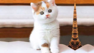 لحظاتی جذاب از بازیگوشی گربه‌ها