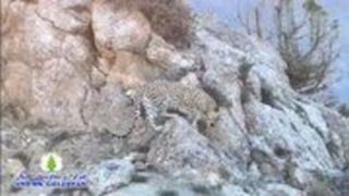 ثبت تصویر پلنگ ایرانی در پارک ملی گلستان
