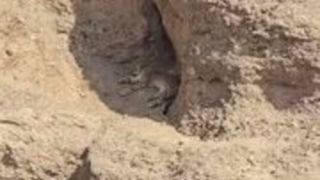 مشاهده و ثبت تصویر یک قلاده پلنگ در ارتفاعات فیروزکوه