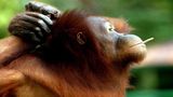 سیگار کشیدن اورانگوتان در باغ وحش 