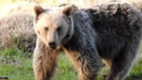 گفت‌وگوی محیط‌بان مازندرانی با خرس قهوه‌ای در ارتفاعات چالوس