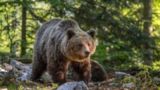 گشت و گذار خرس قهوه‌ای در پارک ملی گلستان با توله‌اش