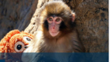 میمون کوچکی که دل اینترنت را لرزاند