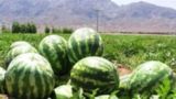 انتقال هندوانه با پهپاد در منطقه کوهستانی 