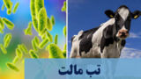 تب مالت، بیماری اندمیک برای ایران / ابتلای سالانه ۱۸تا ۲۰هزار نفر در کشور تب مالت، بیماری اندمیک برای ایران / ابتلای سالانه ۱۸تا ۲۰هزار نفر در کشور